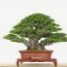 love bonsai
